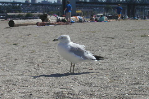 20060816 - 11 Vancouver sunset Beach